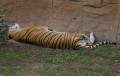 0318-1455 Canberra Zoo (3185361)